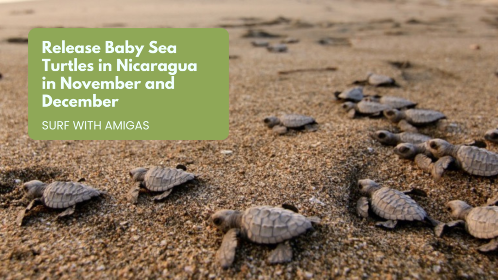 Release Baby Sea Turtles in Nicaragua in November and December