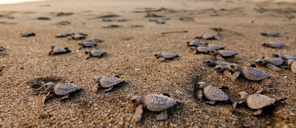 Release Baby Sea Turtles in Nicaragua in November and December | Surf ...