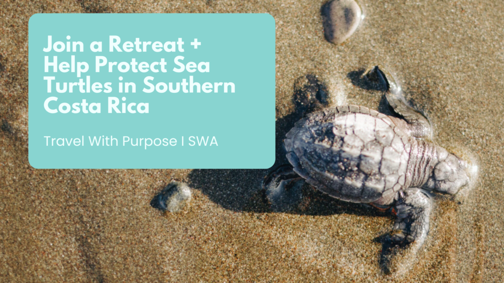 Protecting Sea Turtles in Southern Costa Rica