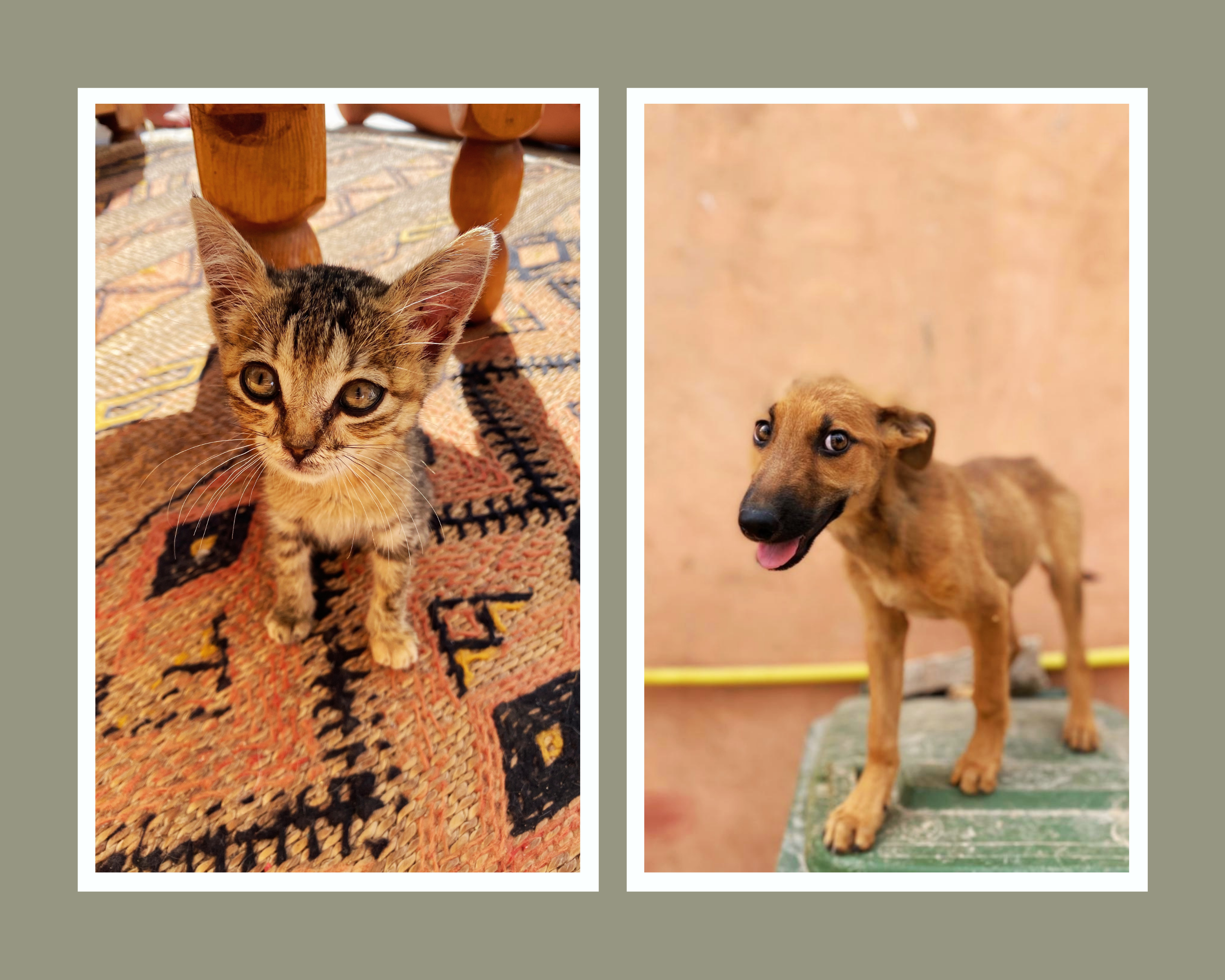 Beany's Animal Shelter Story: Falling in Love with Stray Cats and Dogs in  Morocco | Surf With Amigas