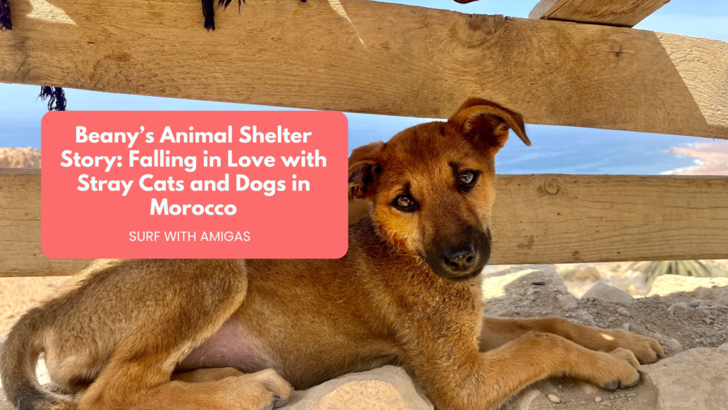Beany’s Animal Shelter Story: Falling in Love with Stray Cats and Dogs in Morocco