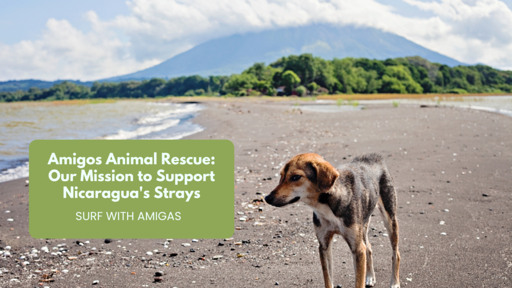 Amigos Animal Rescue: Our Mission to Support Nicaragua’s Strays